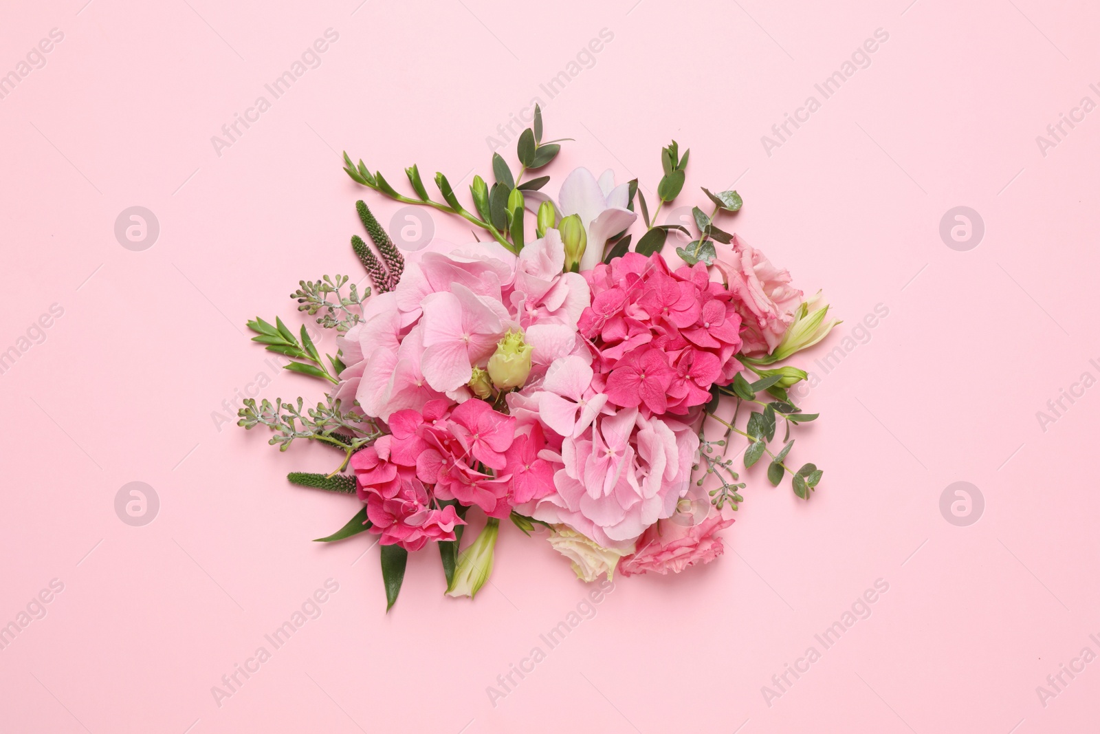 Beautiful composition with hortensia flowers on pink background, flat lay Photo of Beautiful composition with hortensia flowers on pink background, flat lay