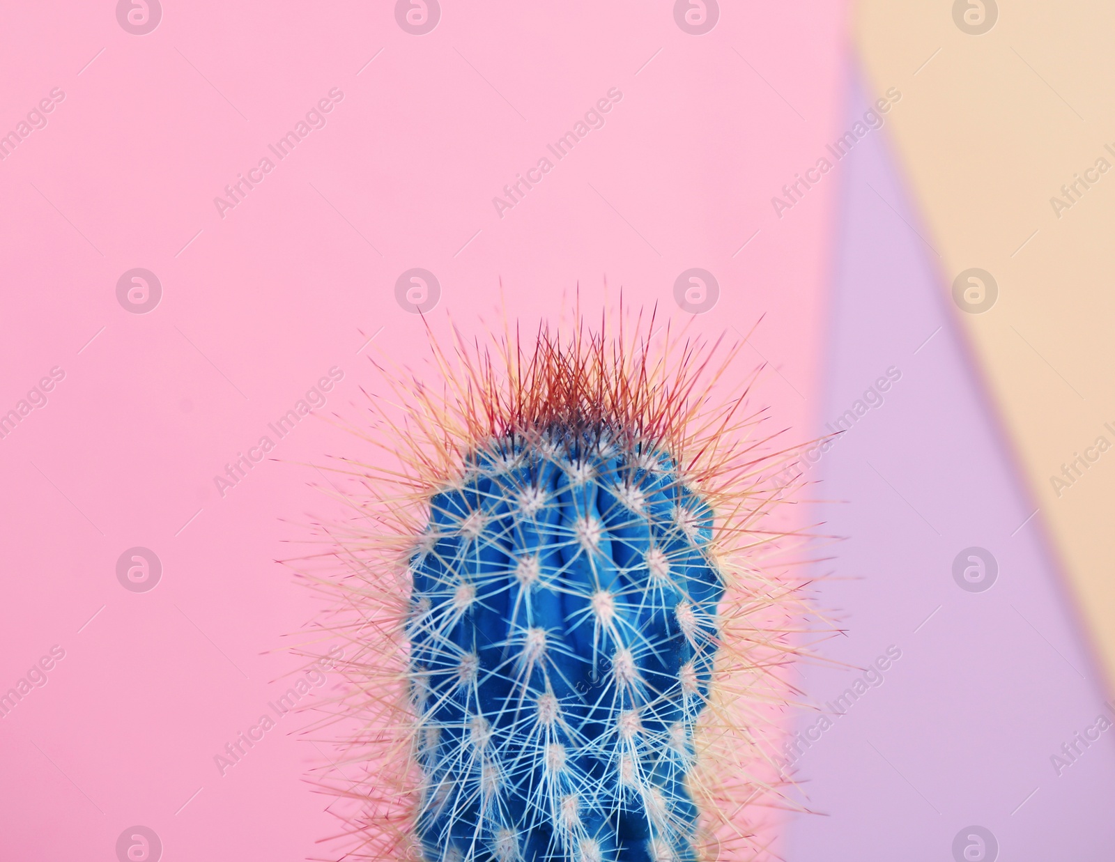 Beautiful bright cactus on color background, closeup Image of Beautiful bright cactus on color background, closeup