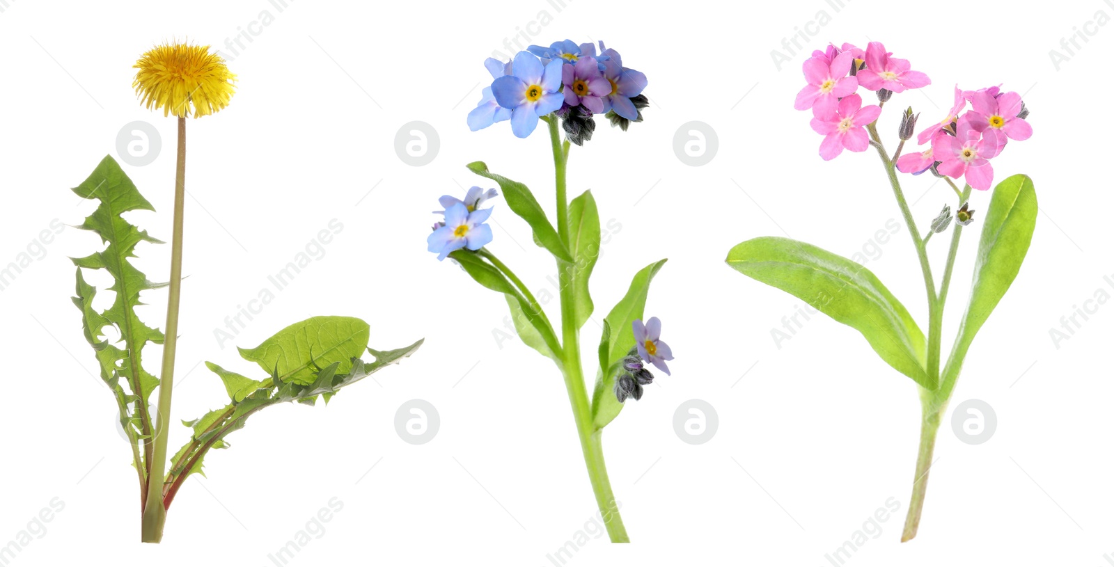 Collection of different beautiful wild flowers on white background. Banner design Image of Collection of different beautiful wild flowers on white background. Banner design