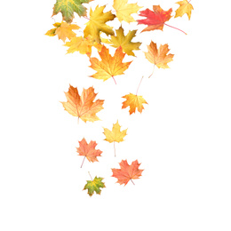 Image of Beautiful autumn leaves falling on white background