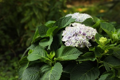 Blooming hortensia plant with beautiful flowers outdoors Photo of Blooming hortensia plant with beautiful flowers outdoors