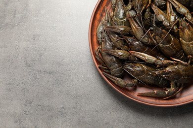 Fresh raw crayfishes on grey table, top view. Space for text Photo of Fresh raw crayfishes on grey table, top view. Space for text