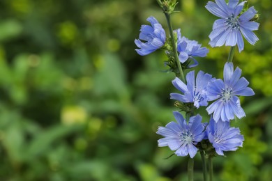 Beautiful blooming chicory flowers growing outdoors, closeup. Space for text Photo of Beautiful blooming chicory flowers growing outdoors, closeup. Space for text