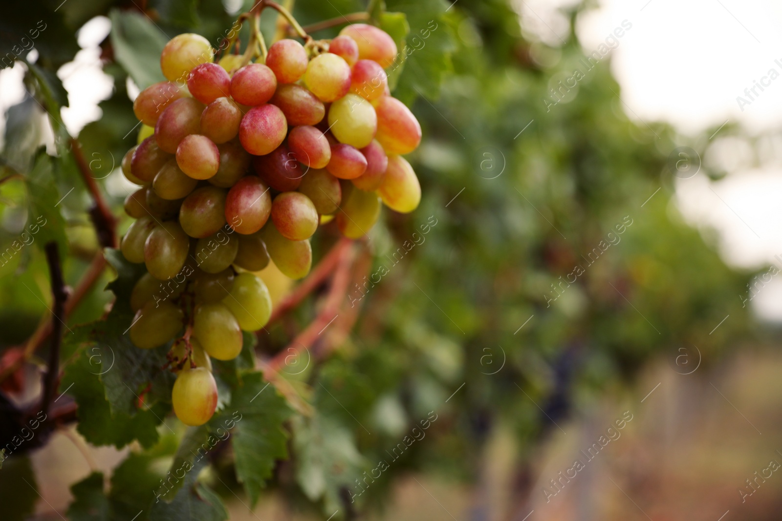 Bunch of ripe juicy grapes on branch in vineyard, closeup. Space for text Photo of Bunch of ripe juicy grapes on branch in vineyard, closeup. Space for text