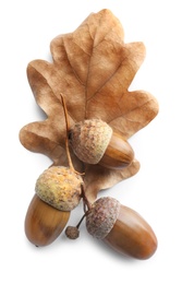 Acorns and oak leaf on white background, top view Photo of Acorns and oak leaf on white background, top view