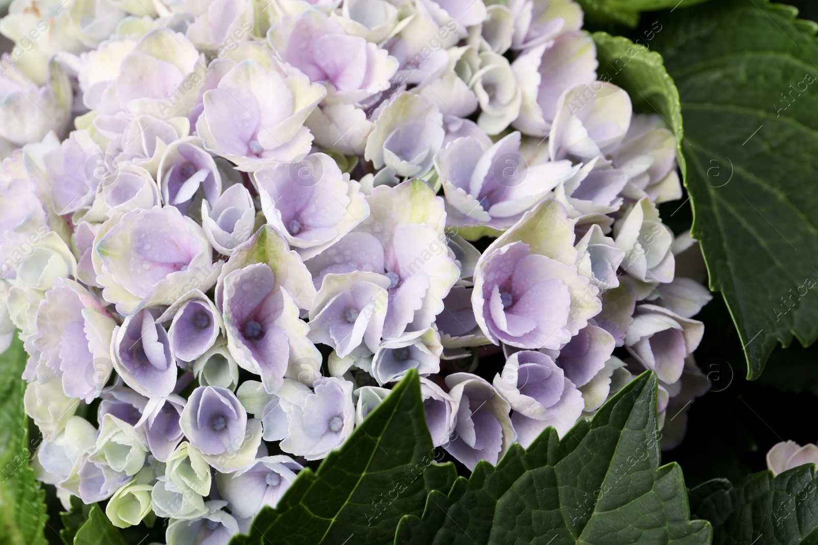 Beautiful hortensia plant with light flowers, closeup Photo of Beautiful hortensia plant with light flowers, closeup