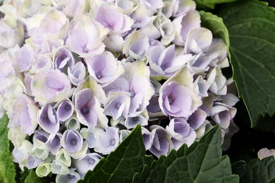 Beautiful hortensia plant with light flowers, closeup Photo of Beautiful hortensia plant with light flowers, closeup