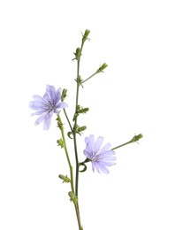 Beautiful chicory plant with light blue flowers isolated on white Photo of Beautiful chicory plant with light blue flowers isolated on white