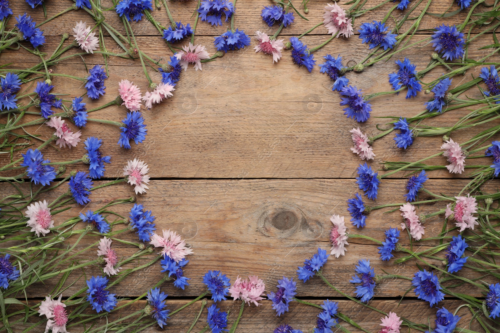 Frame of beautiful colorful cornflowers on wooden background, flat lay. Space for text Photo of Frame of beautiful colorful cornflowers on wooden background, flat lay. Space for text
