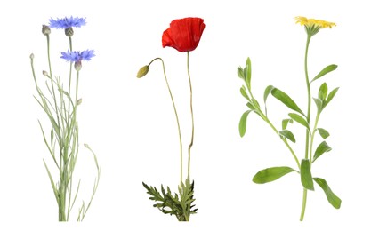 Collection of different beautiful wild flowers on white background Image of Collection of different beautiful wild flowers on white background