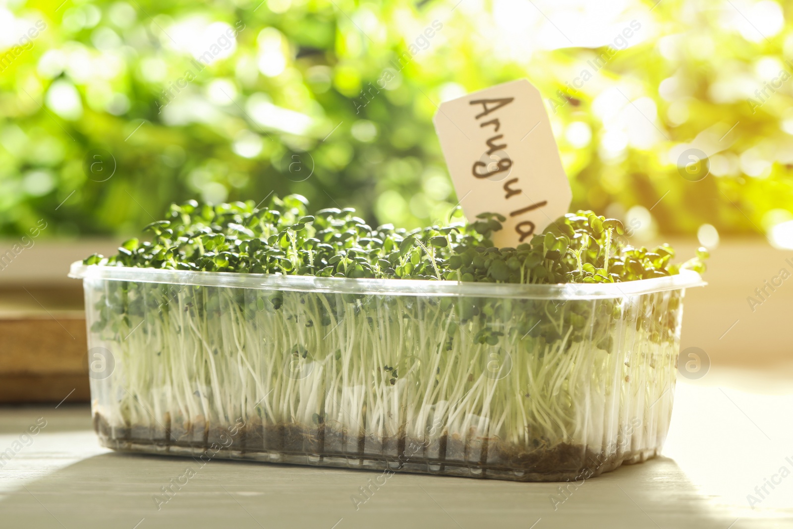 Sprouted arugula seeds in plastic container on white wooden table Photo of Sprouted arugula seeds in plastic container on white wooden table