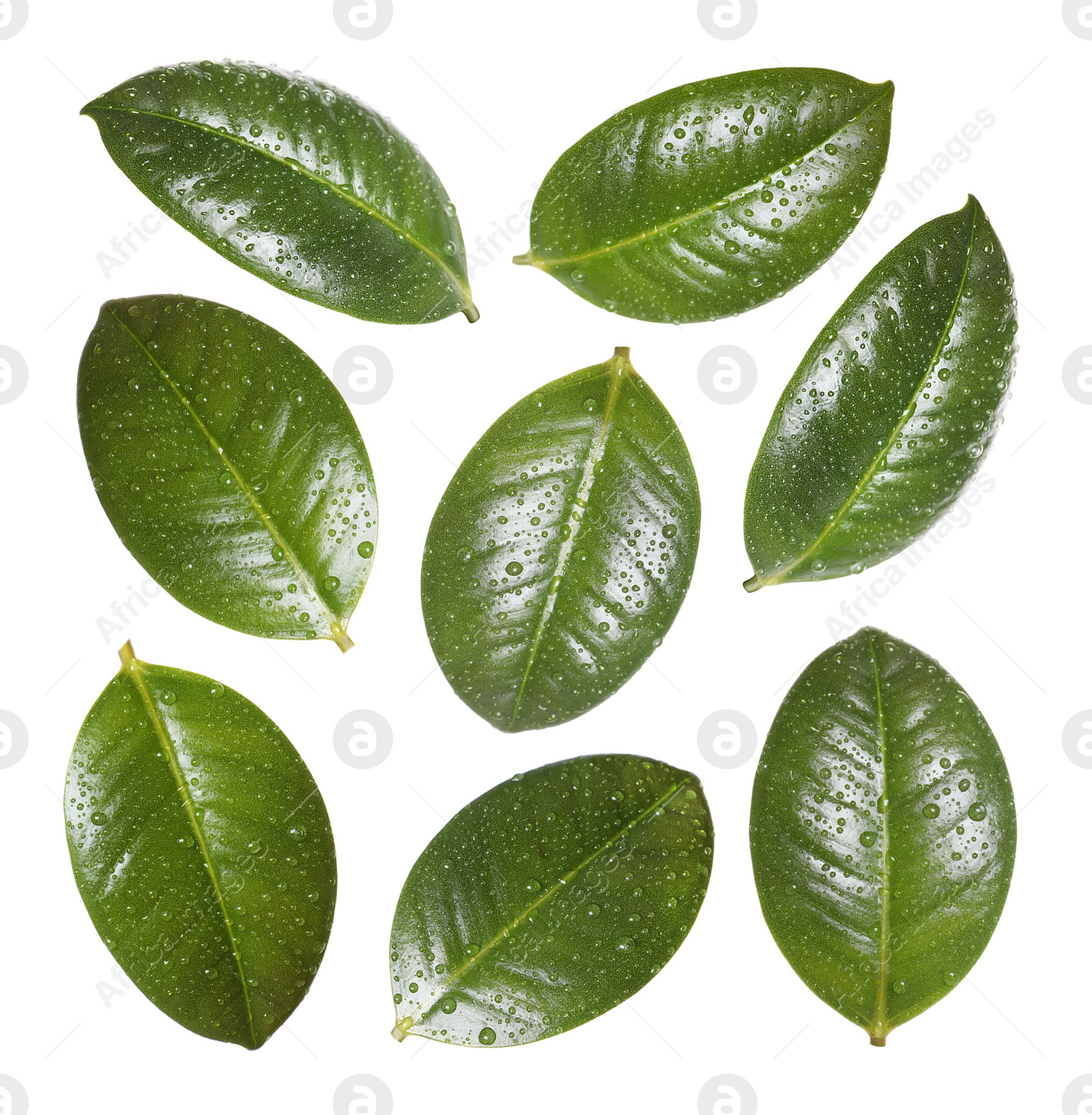 Beautiful fresh green leaves with water drops on white background, collage Image of Beautiful fresh green leaves with water drops on white background, collage