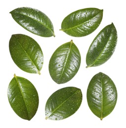 Image of Beautiful fresh green leaves with water drops on white background, collage
