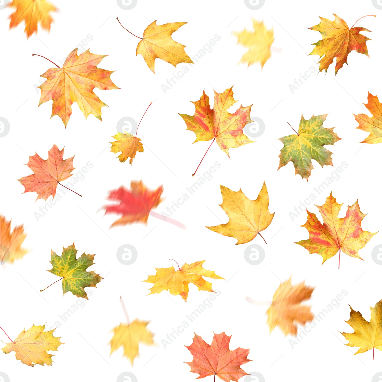 Beautiful leaves isolated on white. Autumn season Image of Beautiful leaves isolated on white. Autumn season