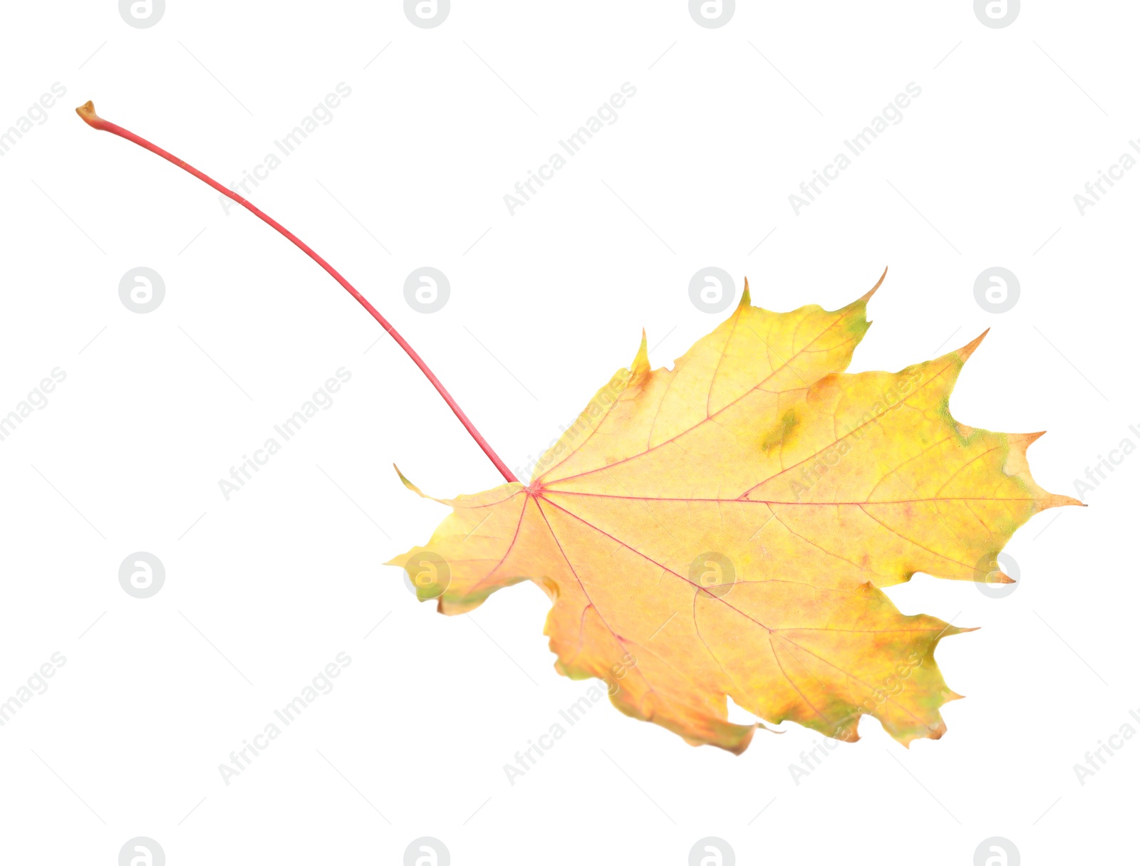 Photo of Beautiful leaf isolated on white. Autumn season