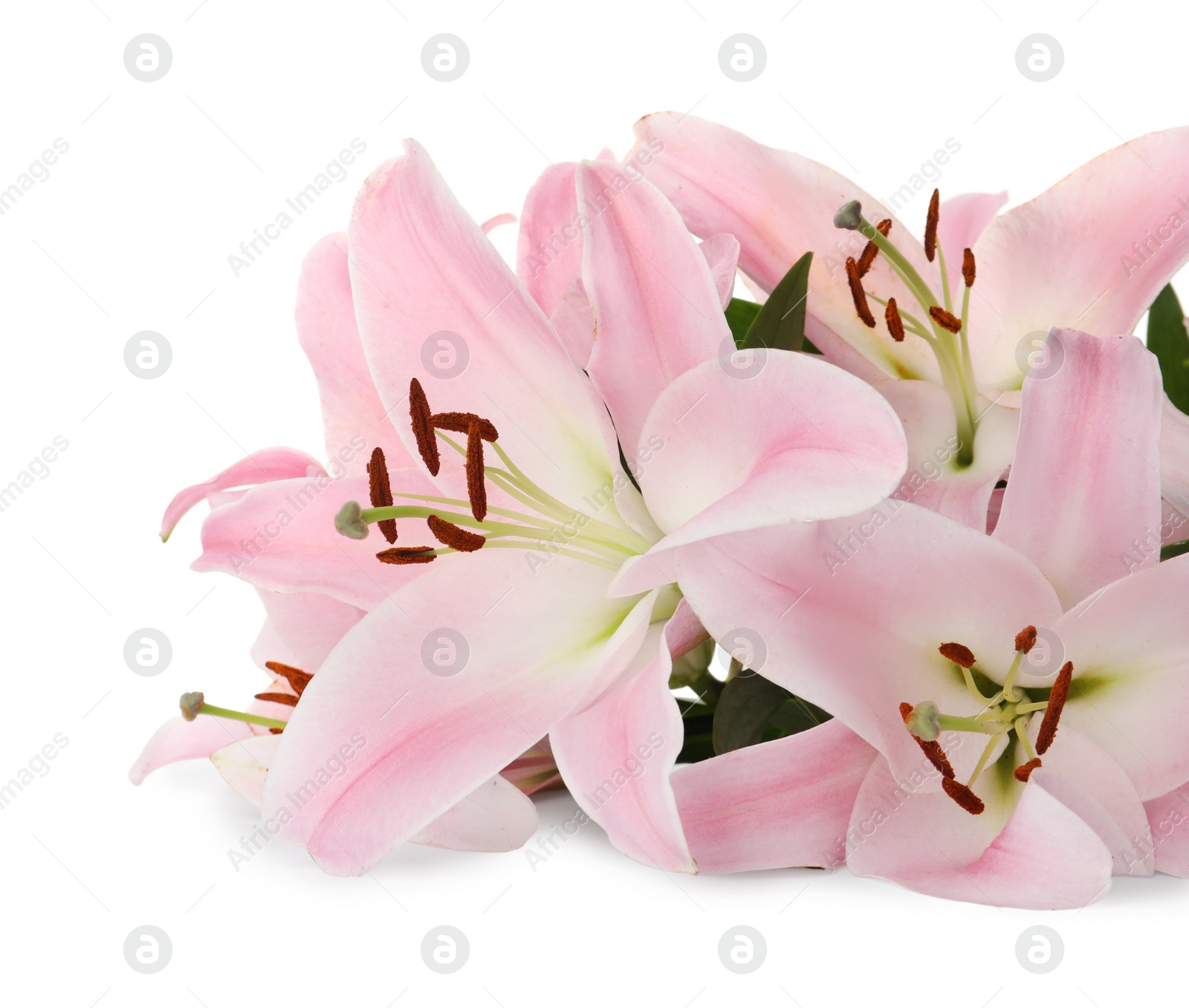 Beautiful pink lily flowers on white background Photo of Beautiful pink lily flowers on white background