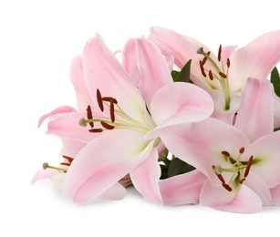 Photo of Beautiful pink lily flowers on white background