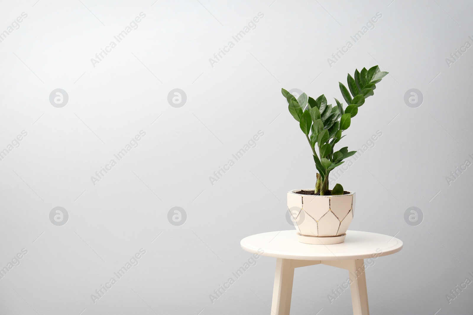 Tropical plant with green leaves on table against light background Photo of Tropical plant with green leaves on table against light background