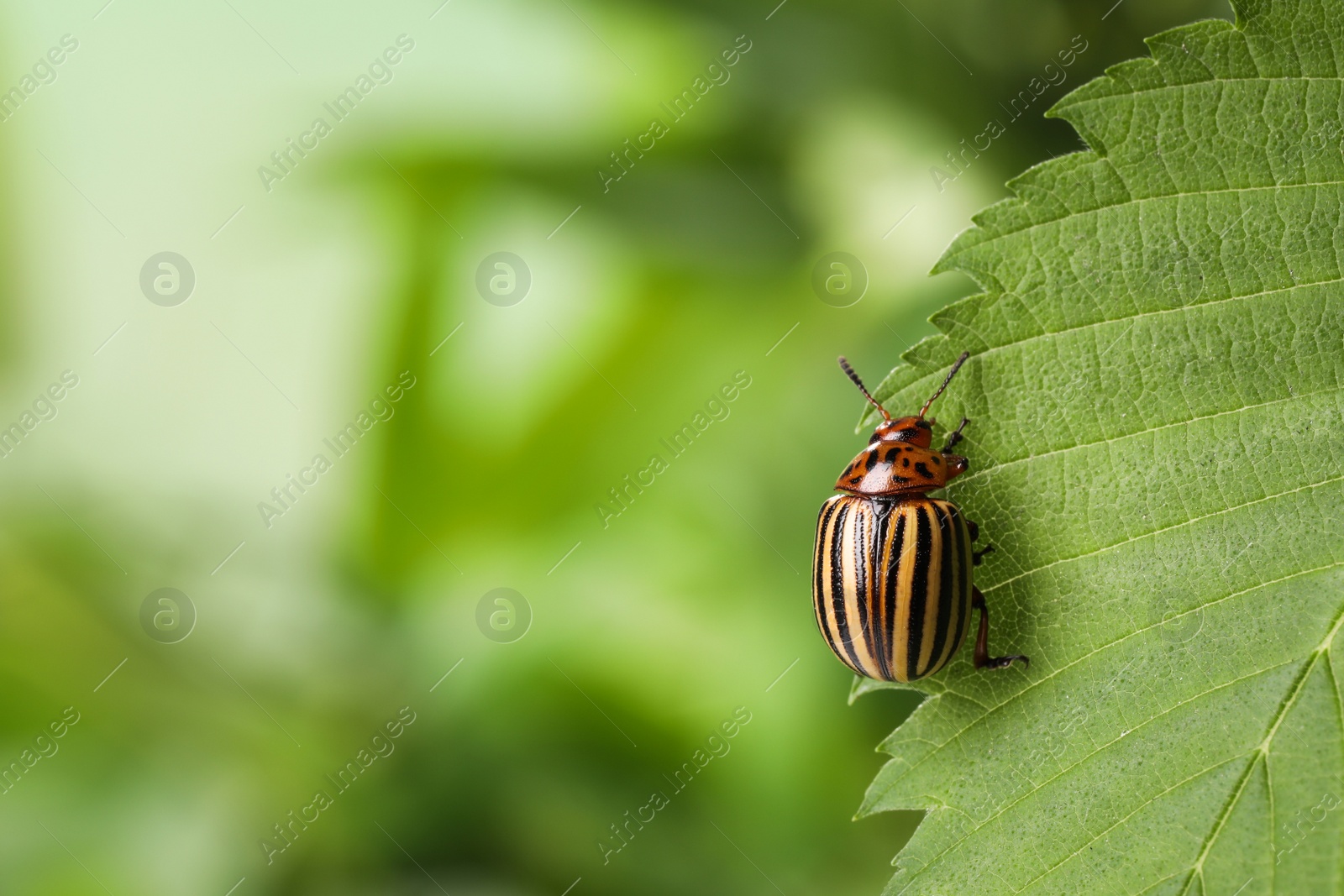 Colorado potato beetle on green leaf against blurred background, closeup. Space for text Photo of Colorado potato beetle on green leaf against blurred background, closeup. Space for text
