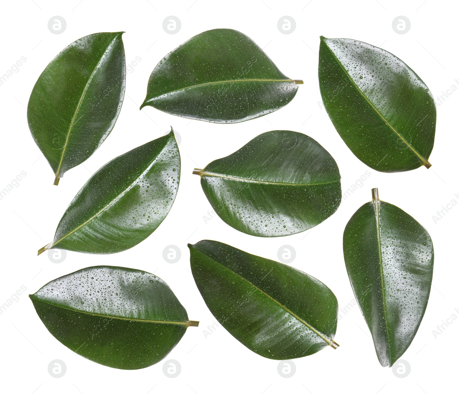 Beautiful fresh green leaves with water drops on white background, collage Image of Beautiful fresh green leaves with water drops on white background, collage