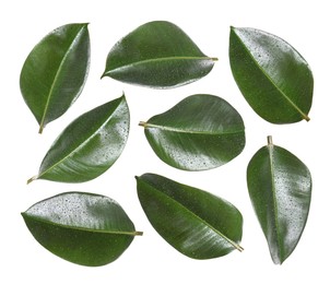 Beautiful fresh green leaves with water drops on white background, collage Image of Beautiful fresh green leaves with water drops on white background, collage