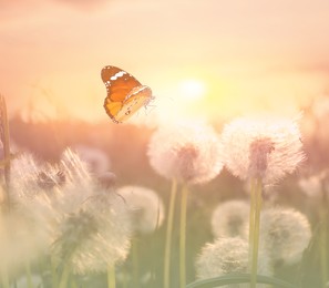 Beautiful butterfly and delicate fluffy dandelions in field at sunset Image of Beautiful butterfly and delicate fluffy dandelions in field at sunset