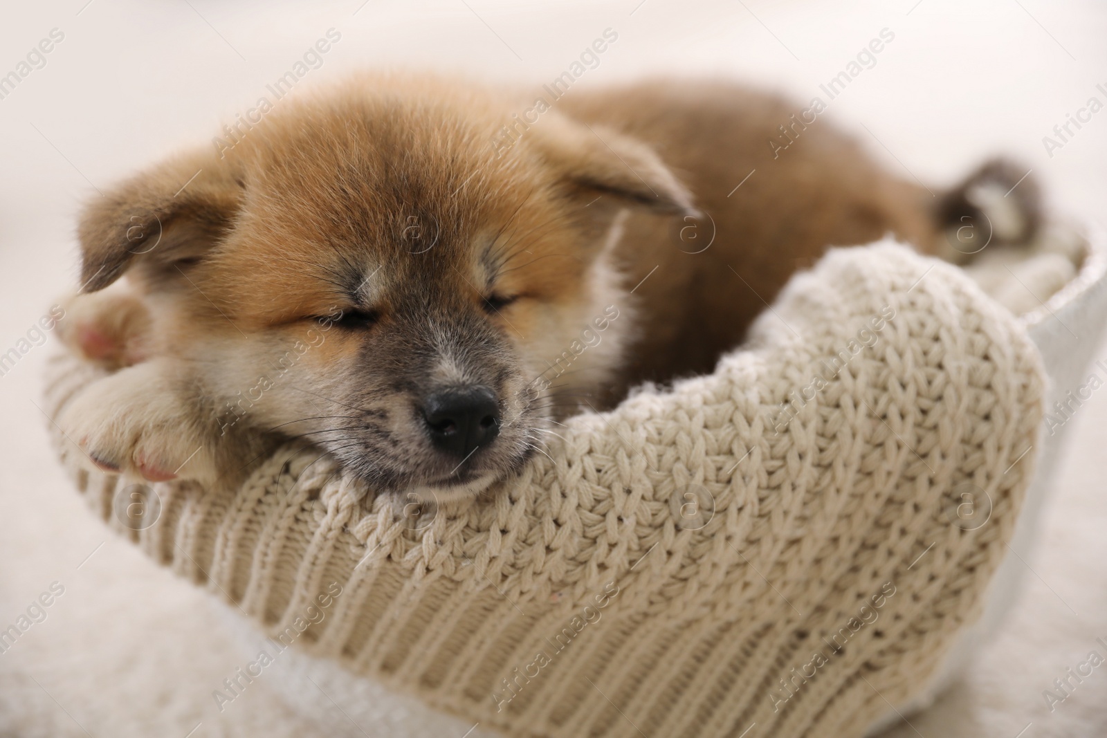 Adorable Akita Inu puppy in dog bed indoors, closeup Photo of Adorable Akita Inu puppy in dog bed indoors, closeup