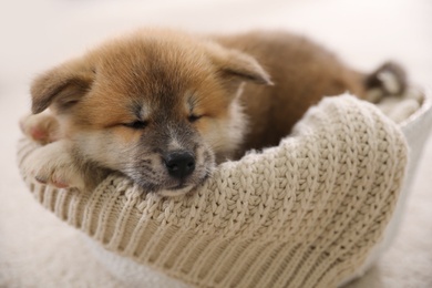 Adorable Akita Inu puppy in dog bed indoors, closeup Photo of Adorable Akita Inu puppy in dog bed indoors, closeup