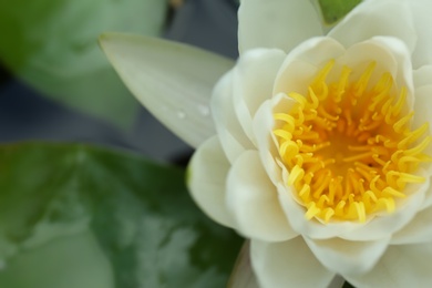 Beautiful white lotus flower in pond, closeup Photo of Beautiful white lotus flower in pond, closeup
