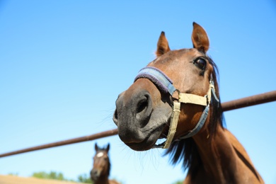 Photo of Chestnut horse at fence outdoors on sunny day, closeup. Beautiful pet