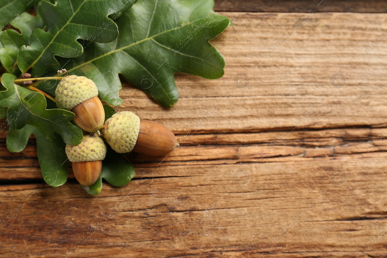Oak branch with green leaves and acorns on wooden table, top view. Space for text Photo of Oak branch with green leaves and acorns on wooden table, top view. Space for text