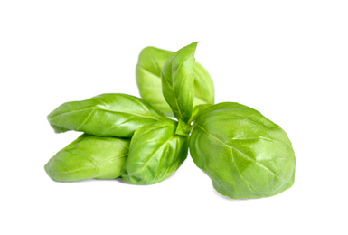 Fresh green basil leaves isolated on white Photo of Fresh green basil leaves isolated on white