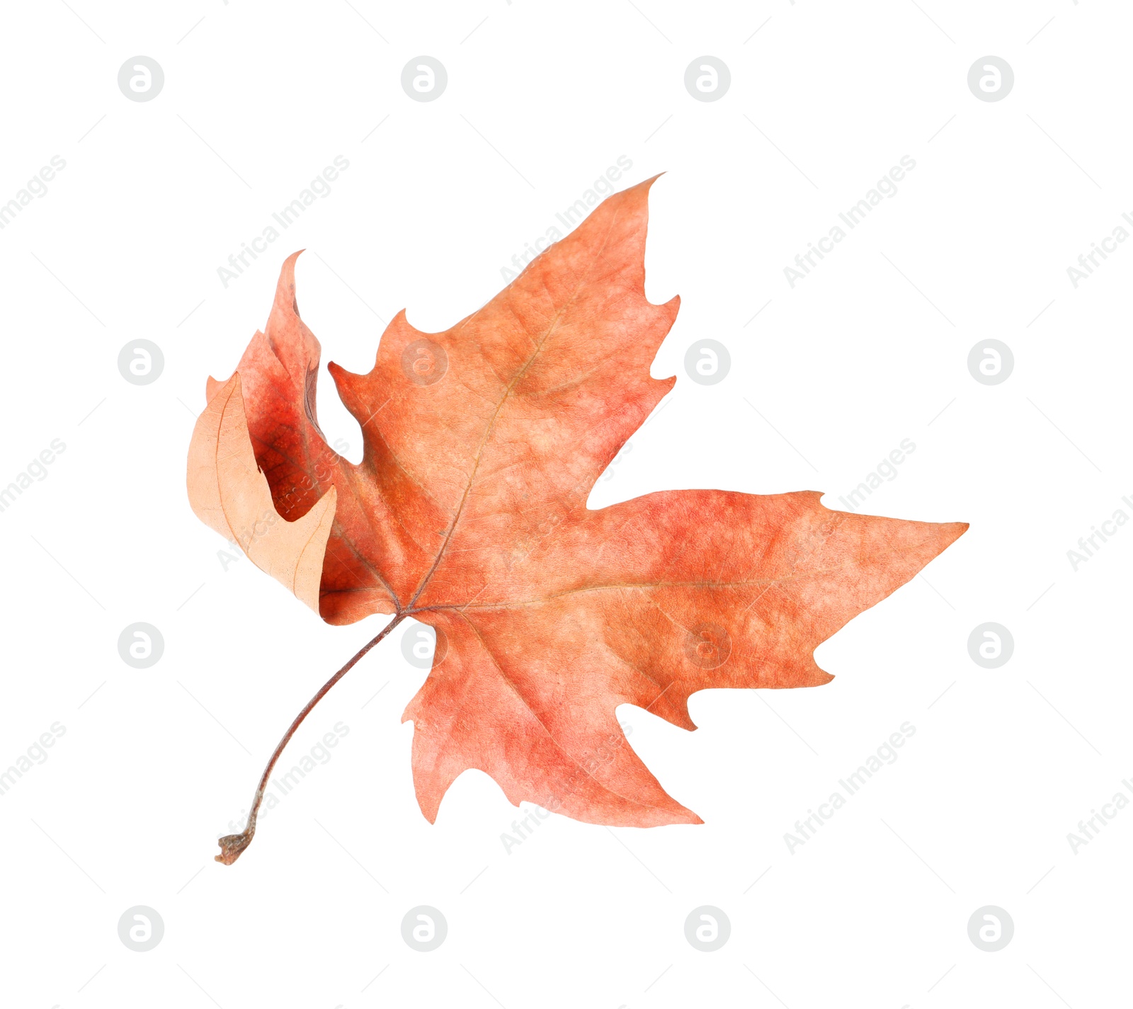 Dry leaf isolated on white. Autumn season Photo of Dry leaf isolated on white. Autumn season