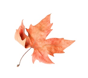 Dry leaf isolated on white. Autumn season Photo of Dry leaf isolated on white. Autumn season
