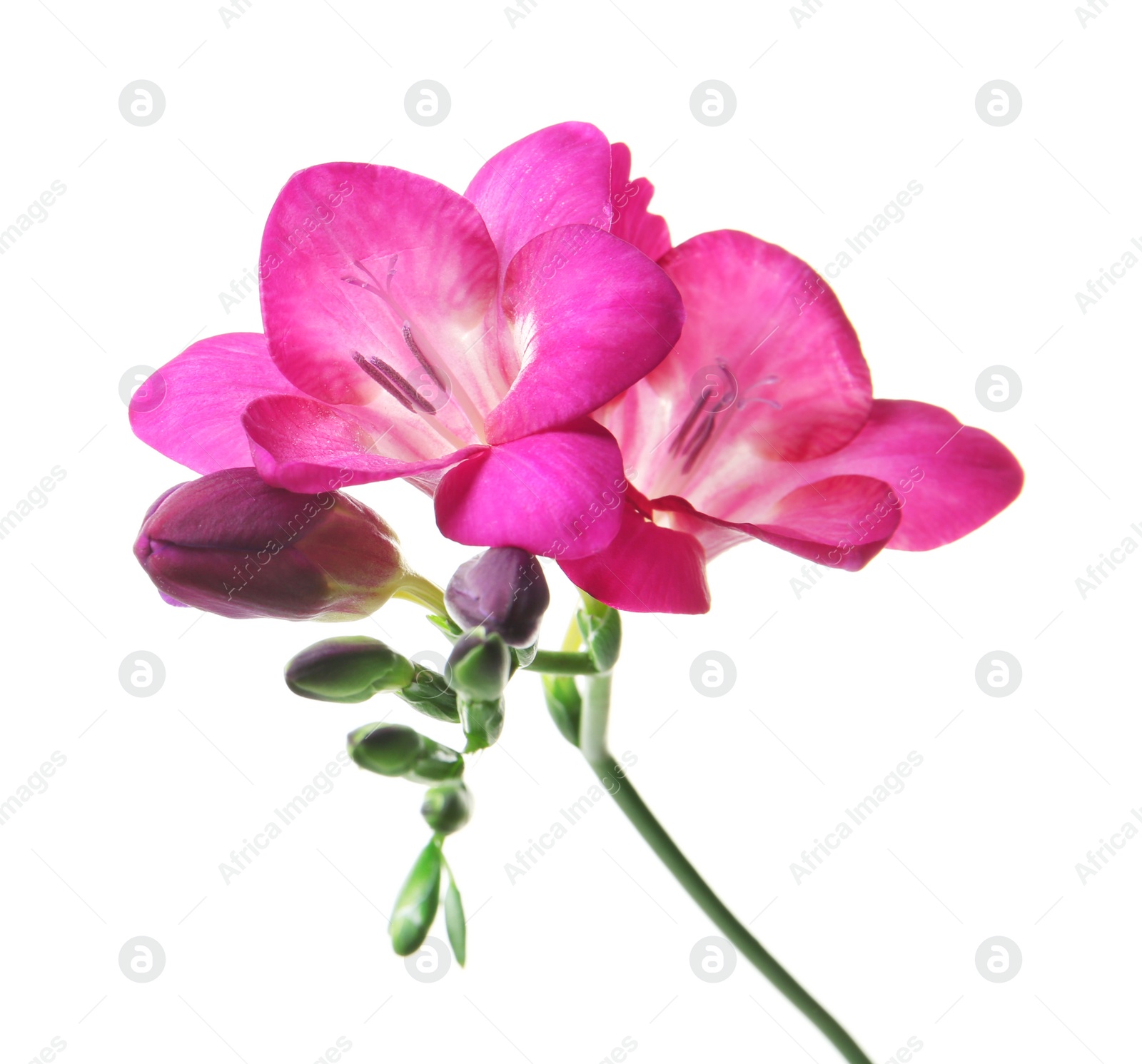 Beautiful freesia flower on white background Photo of Beautiful freesia flower on white background