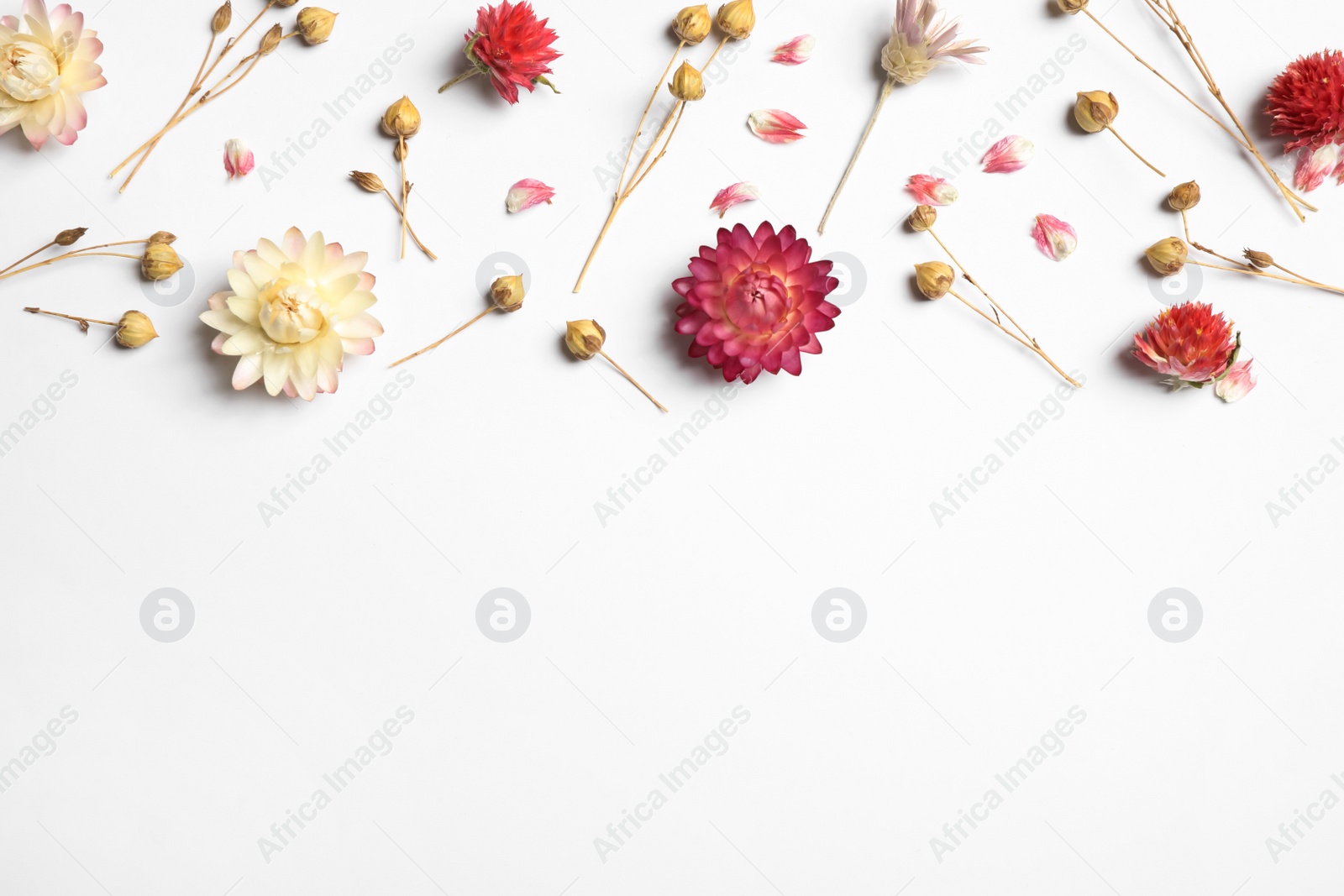 Beautiful fresh and dry flowers on white background, flat lay. Space for text Photo of Beautiful fresh and dry flowers on white background, flat lay. Space for text