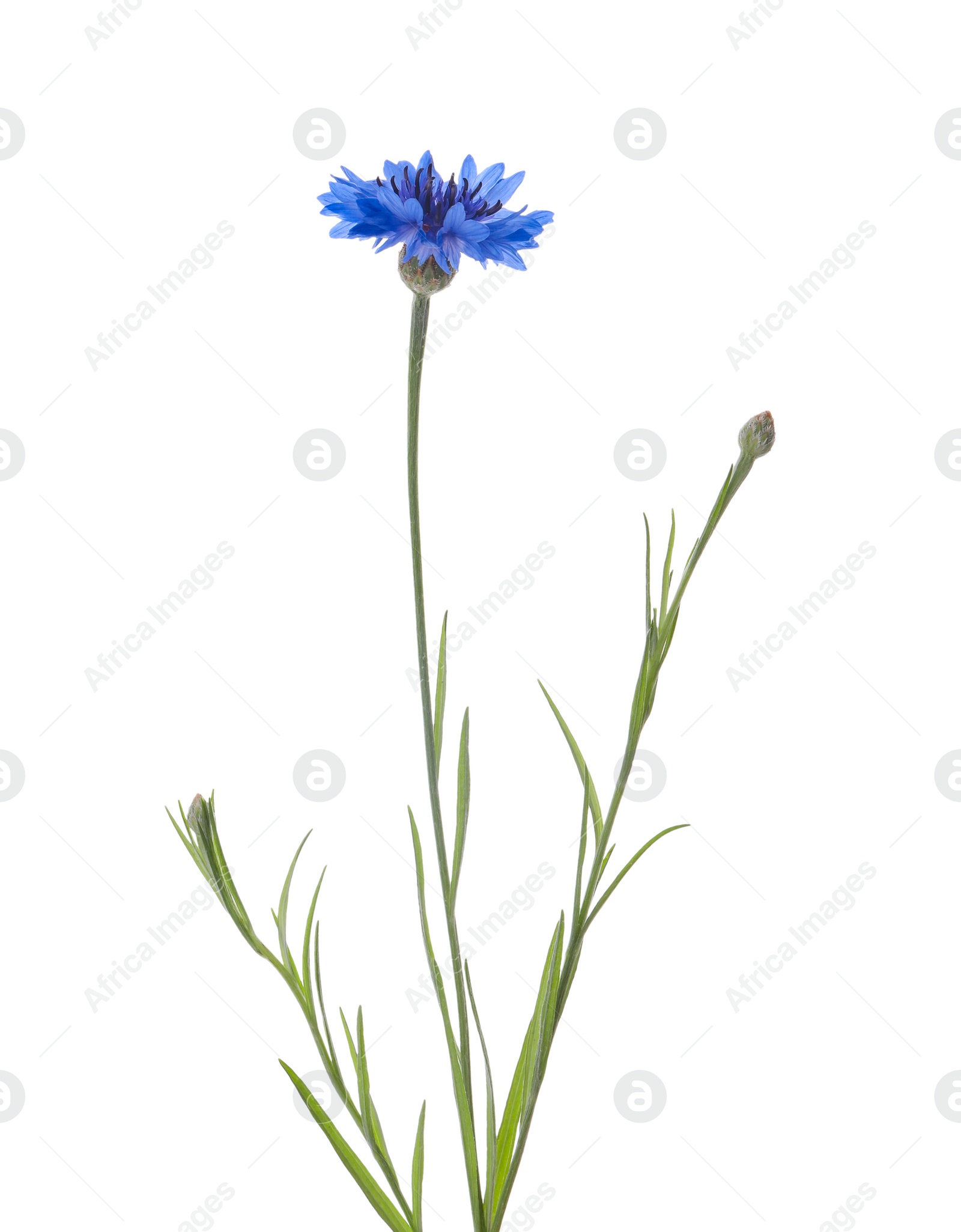 Beautiful light blue cornflower plant isolated on white Photo of Beautiful light blue cornflower plant isolated on white