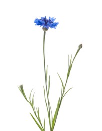 Beautiful light blue cornflower plant isolated on white Photo of Beautiful light blue cornflower plant isolated on white