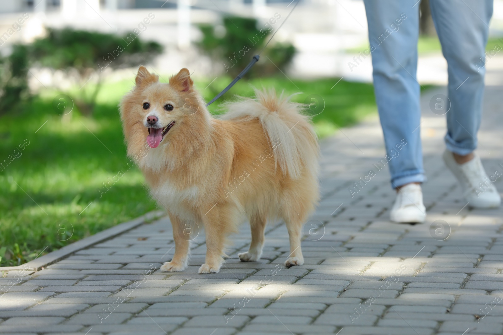 Woman with her cute dog walking on city street. closeup Photo of Woman with her cute dog walking on city street. closeup