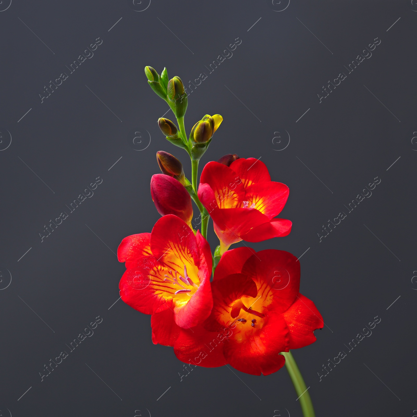 Beautiful freesia flower on dark background Photo of Beautiful freesia flower on dark background