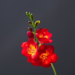 Beautiful freesia flower on dark background Photo of Beautiful freesia flower on dark background