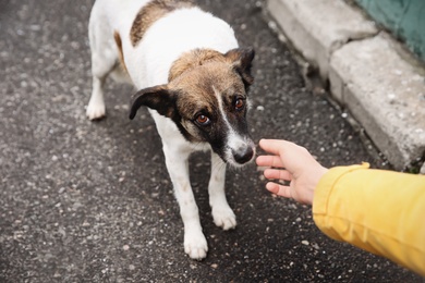Woman stroking homeless dog on city street, closeup. Abandoned animal Photo of Woman stroking homeless dog on city street, closeup. Abandoned animal