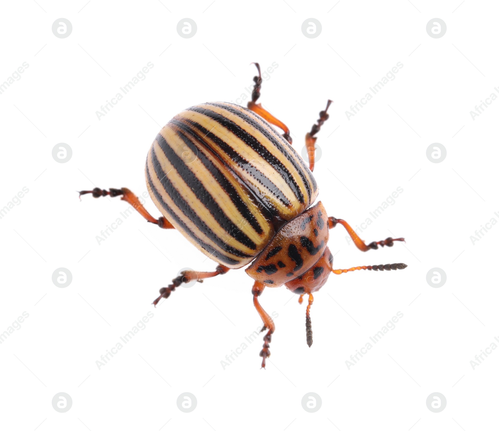 One colorado potato beetle isolated on white Photo of One colorado potato beetle isolated on white