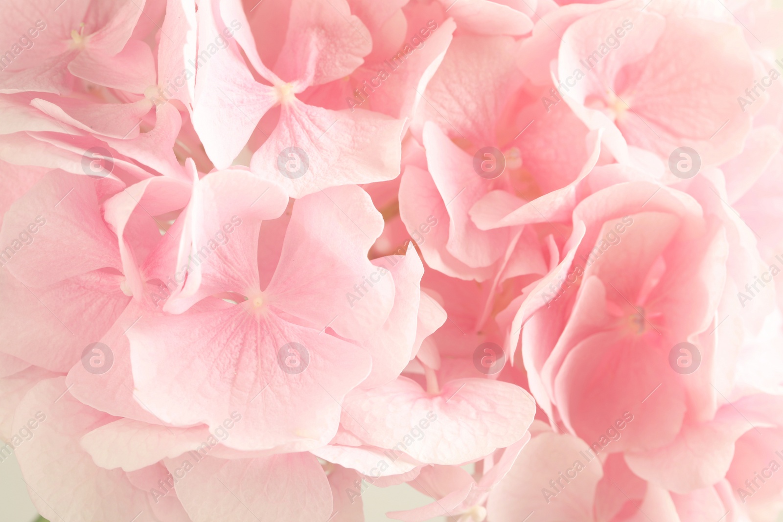Image of Hortensia plant with beautiful flowers, closeup. Toned in pink color