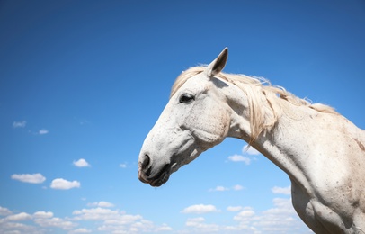 Grey horse outdoors on sunny day, closeup. Beautiful pet Photo of Grey horse outdoors on sunny day, closeup. Beautiful pet