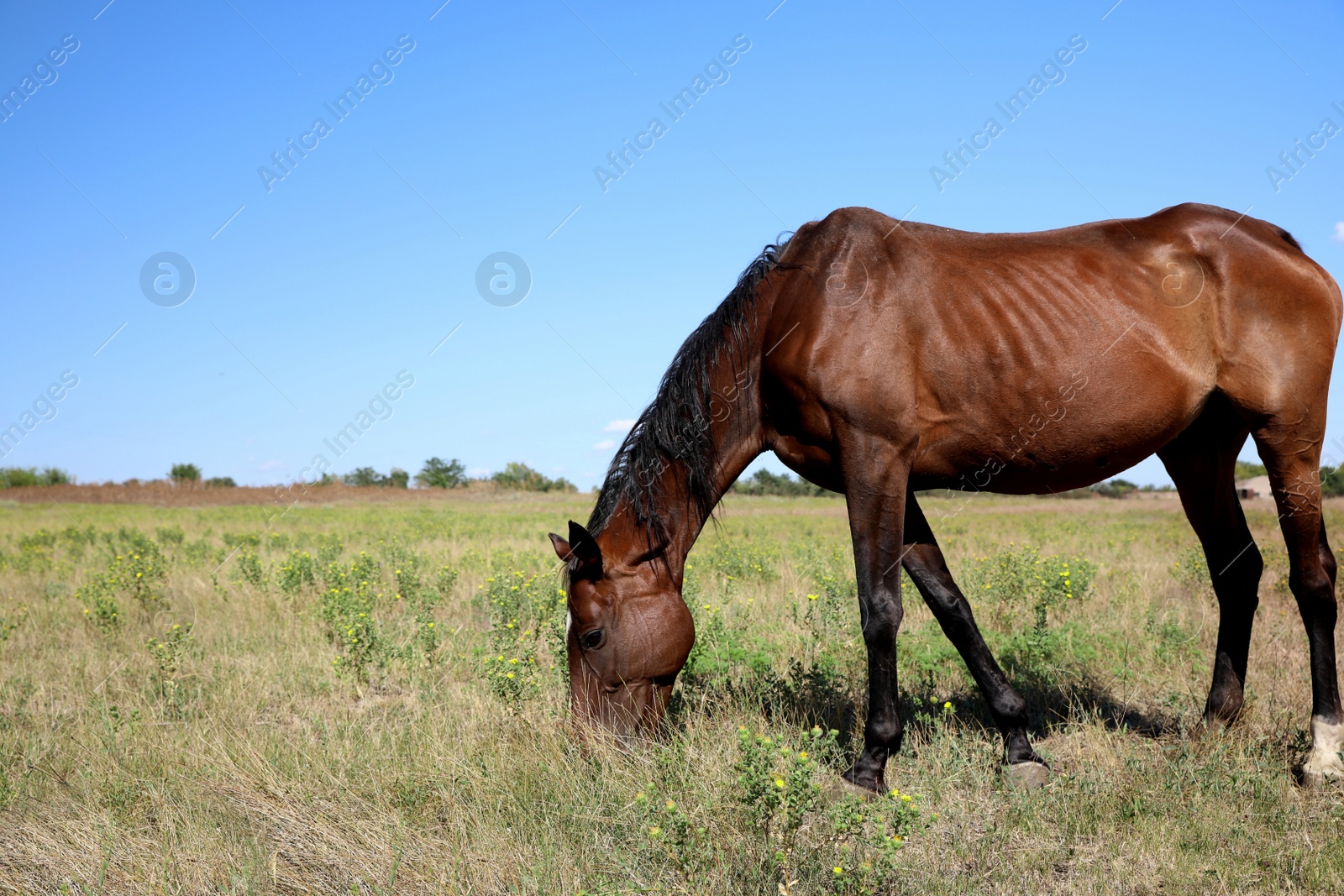 Chestnut horse grazing on green pasture. Beautiful pet Photo of Chestnut horse grazing on green pasture. Beautiful pet