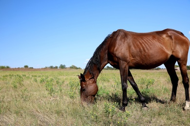 Chestnut horse grazing on green pasture. Beautiful pet Photo of Chestnut horse grazing on green pasture. Beautiful pet