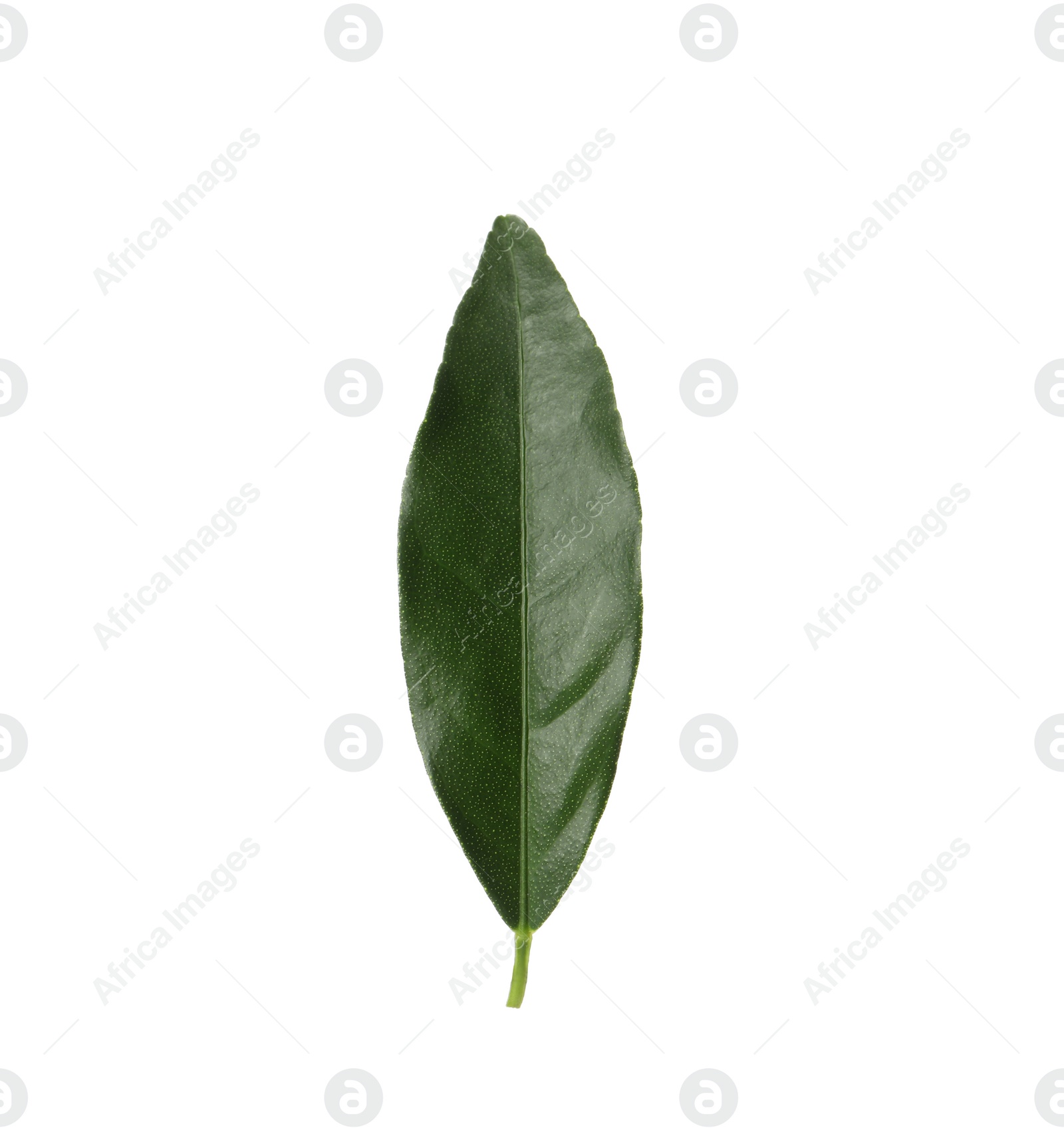 Green leaf of kumquat tree on white background Photo of Green leaf of kumquat tree on white background