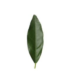 Green leaf of kumquat tree on white background Photo of Green leaf of kumquat tree on white background