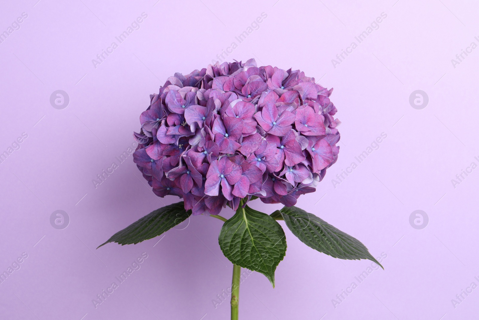 Branch of hortensia plant with delicate flowers on violet background Photo of Branch of hortensia plant with delicate flowers on violet background